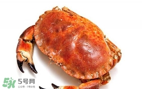 面包蟹是海蟹嗎？面包蟹吃什么東西