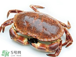 活面包蟹怎么保存？面包蟹能保存多久