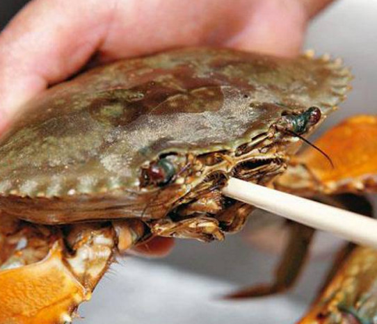 活面包蟹怎么打開？活面包蟹怎么殺
