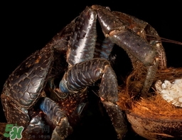 椰子蟹多少錢一斤？2017椰子蟹價格