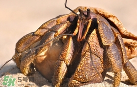 椰子蟹是保護動物嗎？椰子蟹是幾級保護動物