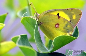夏至是什么意思？夏至的習(xí)俗有哪些
