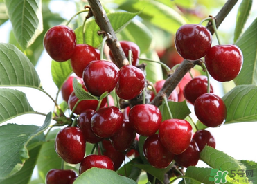 6月份還有櫻桃嗎？櫻桃6月份還有嗎？