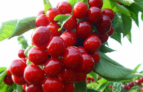 6月份還有櫻桃嗎？櫻桃6月份還有嗎？