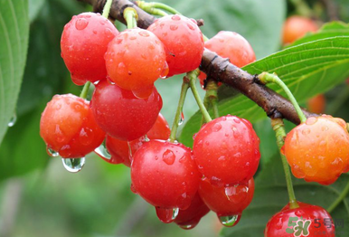 6月份還有櫻桃嗎？櫻桃6月份還有嗎？