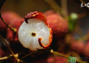 6月份還有櫻桃嗎？櫻桃6月份還有嗎？