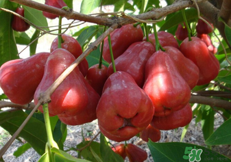 6月份有什么水果？6月份有哪些水果？