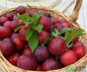 6月份有什么水果？6月份有哪些水果？