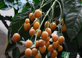 6月份有什么水果？6月份有哪些水果？