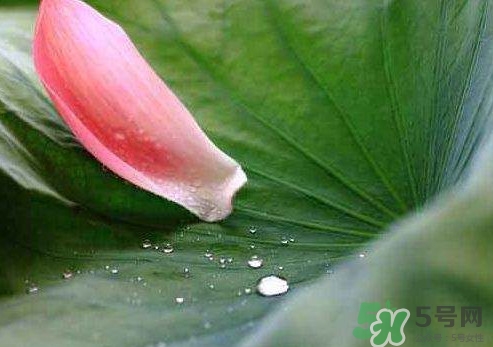 三伏天是什么意思？三伏天在飲食上要注意些什么