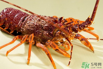 澳洲龍蝦是淡水的嗎？澳洲龍蝦是海鮮嗎？