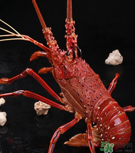 澳洲龍蝦一只多少錢？澳洲龍蝦多少錢一只？