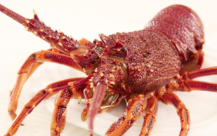 澳洲龍蝦一般多重？澳洲龍蝦一只多少斤？