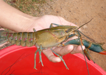 澳洲龍蝦一般多重？澳洲龍蝦一只多少斤？