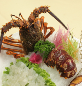 澳洲龍蝦一般多重？澳洲龍蝦一只多少斤？