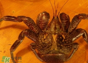 椰子蟹是保護動物嗎？椰子蟹是幾級保護動物