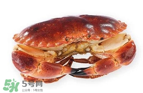 活面包蟹怎么保存？面包蟹能保存多久