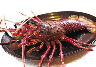 澳洲龍蝦一只多少錢？澳洲龍蝦多少錢一只？