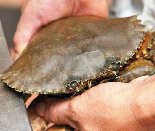 活面包蟹怎么打開？活面包蟹怎么殺