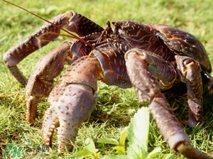 椰子蟹多少錢一斤？2017椰子蟹價格