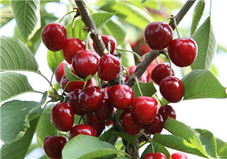 6月份還有櫻桃嗎？櫻桃6月份還有嗎？