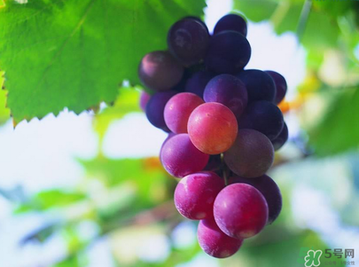 孕婦吃葡萄可以吃皮嗎？孕婦吃葡萄寶寶眼睛大