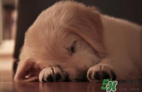 狗肉節(jié)是幾月幾號？2017玉林狗肉節(jié)是什么時候