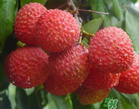 吃荔枝為什么會暈倒？吃荔枝暈倒怎么回事？