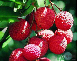 吃荔枝為什么會暈倒？吃荔枝暈倒怎么回事？