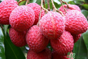 荔枝病是什么？荔枝病怎么治？