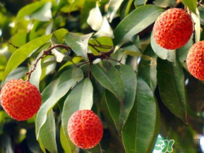 荔枝病是什么？荔枝病怎么治？