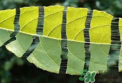 杜仲茶每天喝多少合適？杜仲茶喝多有什么不好