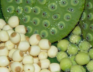 新鮮蓮子什么時候有？新鮮蓮子幾月有？