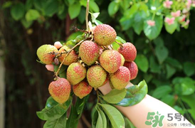 吃荔枝會(huì)流鼻血嗎？荔枝吃多了會(huì)流鼻血嗎？