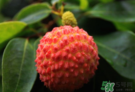 吃荔枝會(huì)流鼻血嗎？荔枝吃多了會(huì)流鼻血嗎？