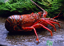 活龍蝦可以放冰快上保鮮嗎？活龍蝦怎么保鮮？