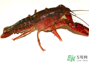 活龍蝦可以放冰快上保鮮嗎？活龍蝦怎么保鮮？