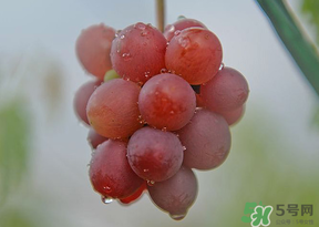 提子皮澀怎么處理？提子皮澀能吃嗎？