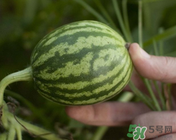 小西瓜能吃嗎？小西瓜孕婦可以吃嗎？