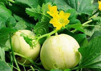 梨瓜上火嗎？梨瓜吃了上火嗎？