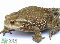 蟾蜍怎么讀？蟾蜍是保護動物嗎？