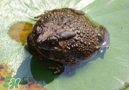 買賣活蟾蜍違法嗎？為什么抓蟾蜍犯法