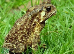 蟾蜍有什么作用？蟾蜍皮怎么服用