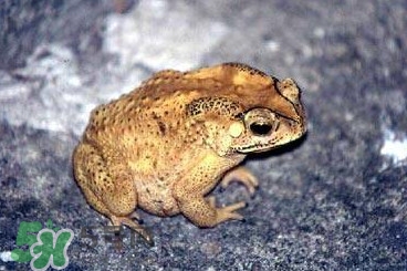 蟾蜍怎么分辨公母？蟾蜍如何養(yǎng)殖