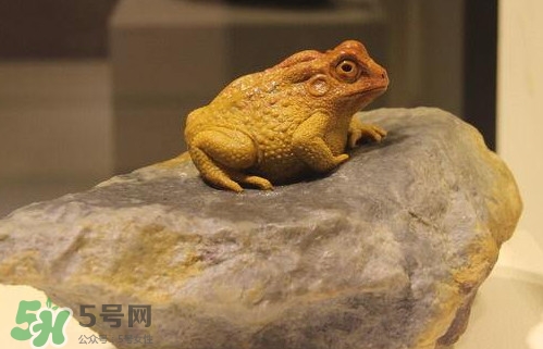 蟾蜍能活多久？蟾蜍可以活多少年