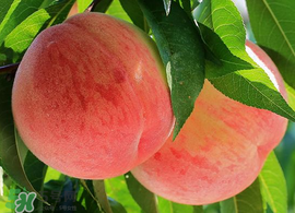 雪桃多少錢一斤？雪桃多少錢一斤2017？