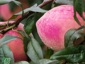 雪桃什么時(shí)候成熟？麗江雪桃什么時(shí)候成熟？