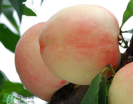 雪桃什么時(shí)候成熟？麗江雪桃什么時(shí)候成熟？