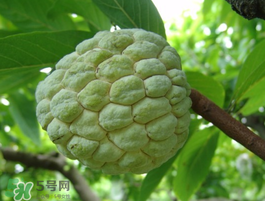 番荔枝什么時候成熟？番荔枝什么時候開花？