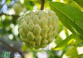 番荔枝什么時候成熟？番荔枝什么時候開花？